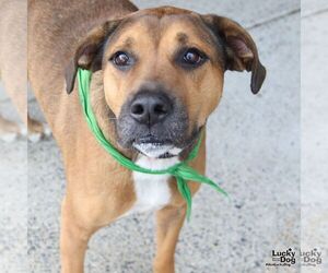 Boxer-Unknown Mix Dogs for adoption in Washington, DC, USA