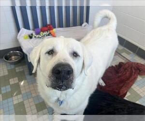 - Mix Dogs for adoption in Fort Collins, CO, USA