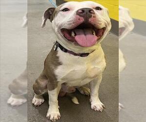 American Bulldog-Unknown Mix Dogs for adoption in Forestville, MD, USA