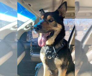 German Shepherd Dog Dogs for adoption in Evergreen, CO, USA