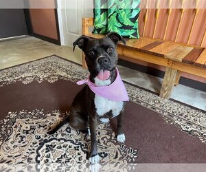 Boxer-Staffordshire Bull Terrier Mix Dogs for adoption in Columbus, NC, USA