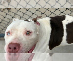 American Pit Bull Terrier-Unknown Mix Dogs for adoption in Tulsa, OK, USA