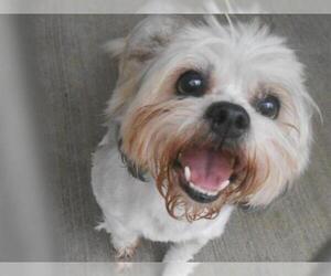 Shih Tzu Dogs for adoption in Orange, CA, USA