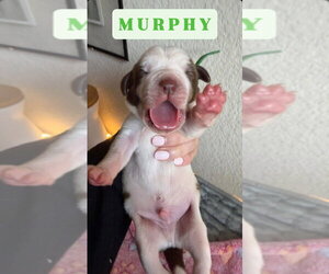 Great Dane Dogs for adoption in Bullard, TX, USA