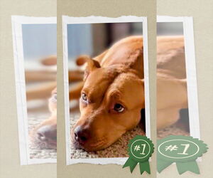 American Staffordshire Terrier-Unknown Mix Dogs for adoption in columbia, SC, USA