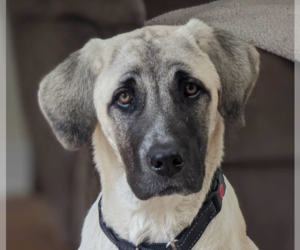 Anatolian Shepherd Dogs for adoption in San Ramon, CA, USA