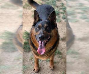 German Shepherd Dog Dogs for adoption in Riverside, CA, USA
