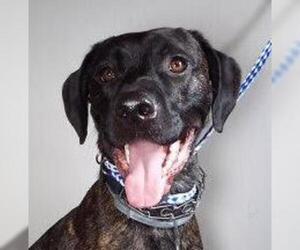 Plott Hound-Unknown Mix Dogs for adoption in Silver Spring, MD, USA