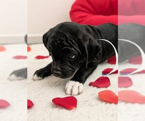 Mutt Dogs for adoption in Bakersfield, CA, USA