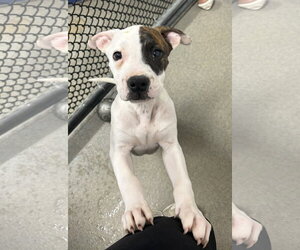 Mutt Dogs for adoption in Sterling, MA, USA