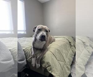 American Pit Bull Terrier-Unknown Mix Dogs for adoption in Las Vegas, NV, USA