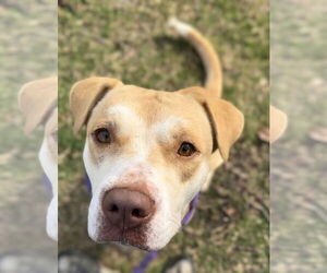 Mutt Dogs for adoption in Rowlett, TX, USA