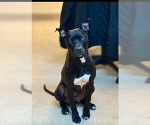 American Pit Bull Terrier-Great Dane Mix Dogs for adoption in MIDWAY, UT, USA
