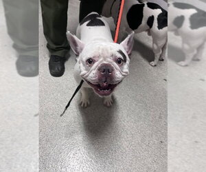French Bulldog Dogs for adoption in Alameda, CA, USA