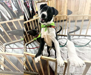 Collie-Unknown Mix Dogs for adoption in Mount Laurel, NJ, USA