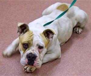 Bulldog Dogs for adoption in Ogden, UT, USA