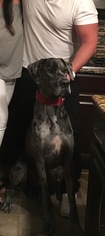 Great Dane Dogs for adoption in pomfret, CT, USA