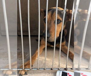 German Shepherd Dog-Unknown Mix Dogs for adoption in Oklahoma City, OK, USA