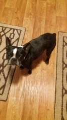 Boston Terrier Dogs for adoption in West Columbia, SC, USA