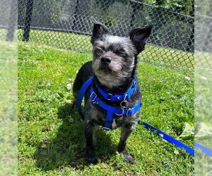 Chihuahua Dogs for adoption in Boston, MA, USA