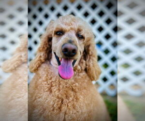 Poodle (Standard)-Unknown Mix Dogs for adoption in Pacolet, SC, USA