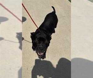 Staffordshire Bull Terrier Dogs for adoption in Houston, TX, USA