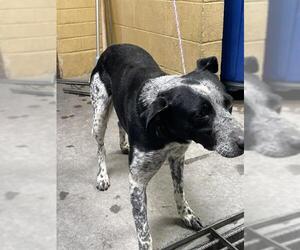 Mutt Dogs for adoption in Stockton, CA, USA