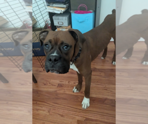 Medium Photo #2 Boxer Puppy For Sale in Burnsville, MN, USA