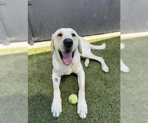 Labrador Retriever Dogs for adoption in San Martin, CA, USA