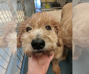 Goldendoodle Dogs for adoption in Chico, CA, USA