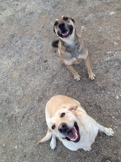 Rhodesian Ridgeback-Unknown Mix Dogs for adoption in Orange, CA, USA