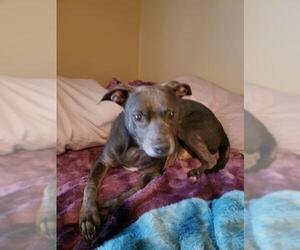 American Staffordshire Terrier Dogs for adoption in San Antonio, TX, USA