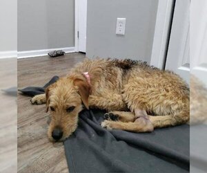 Airedale Terrier Dogs for adoption in Roanoke, VA, USA