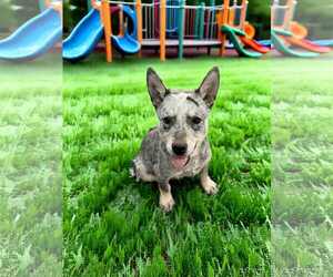 Mutt Dogs for adoption in MIDWAY, UT, USA