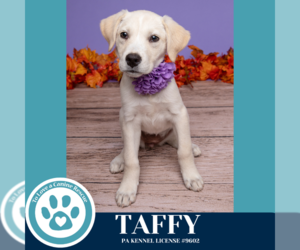 Labrenees Dogs for adoption in Kimberton, PA, USA