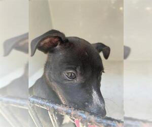 American Pit Bull Terrier-Unknown Mix Dogs for adoption in Houston, TX, USA