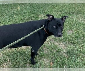 Border Collie-Unknown Mix Dogs for adoption in Olathe, KS, USA