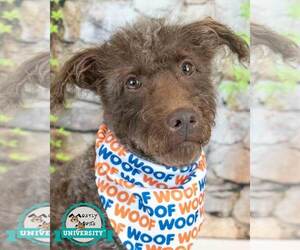 Mutt Dogs for adoption in Kennesaw, GA, USA