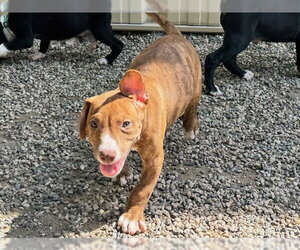 Black Mouth Cur-Bulldog Mix Dogs for adoption in Ames, IA, USA