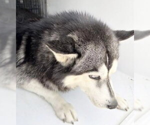 Siberian Husky-Unknown Mix Dogs for adoption in Houston, TX, USA