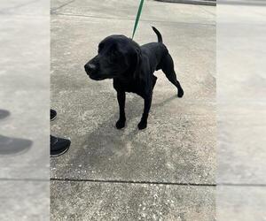 Labrador Retriever Dogs for adoption in Houston, TX, USA