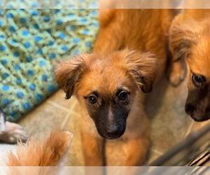 Dachshund-Unknown Mix Dogs for adoption in Raleigh, NC, USA