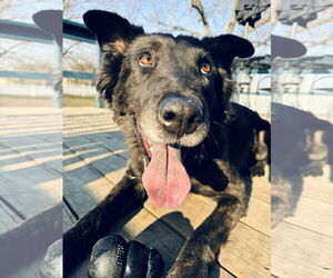 Dutch Shepherd -German Shepherd Dog Mix Dogs for adoption in Columbus, IN, USA