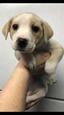 Borador Dogs for adoption in Charleston , WV, USA