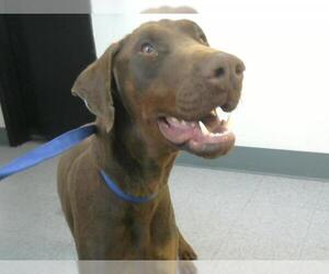 Doberman Pinscher Dogs for adoption in Big Bear City, CA, USA