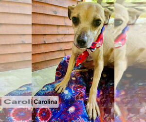 Chiweenie Dogs for adoption in Ellijay, GA, USA