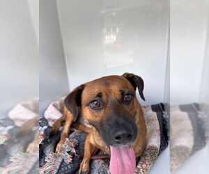 Black Mouth Cur-Unknown Mix Dogs for adoption in Sanford, FL, USA