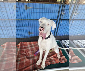 Great Dane Dogs for adoption in Palm Beach, FL, USA