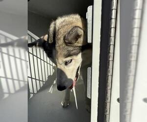 Siberian Husky Dogs for adoption in Houston, TX, USA