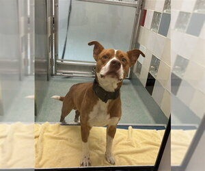 Mutt Dogs for adoption in Plano, TX, USA